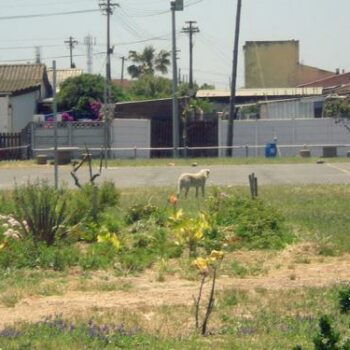 Ways of Knowing Urban Ecologies