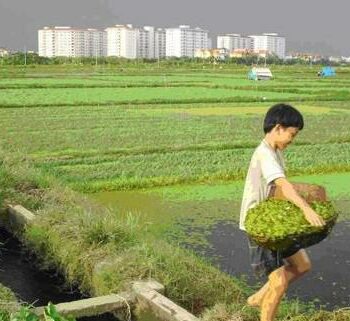 Kapuscinski Development Lecture: Aromar Revi