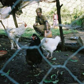 Urban Food Security Series No. 4: Urban Food Production & Household Food Security in Southern Africa