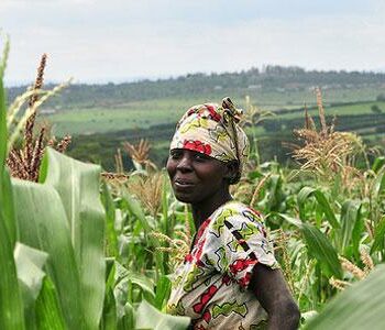 Hungry Cities (Bangalore, Kingston, Maputo, Mexico City, Nairobi, Nanjing)