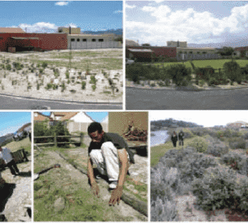 Re-translating nature in post-apartheid Cape Town: The material semiotics of people and plants at Bottom Road