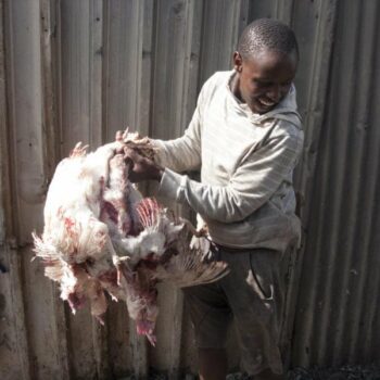 LAUNCH: ‘Tomatoes & Taxi Ranks: Running our Cities to Fill the Food Cap’