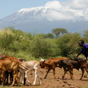 IN THE PRESS: Romantic visions of pastoral Africa won’t solve urban food insecurity